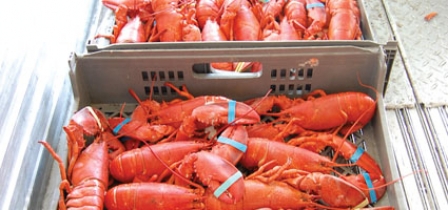 Politics, Seafood Mix At Lobsterfest